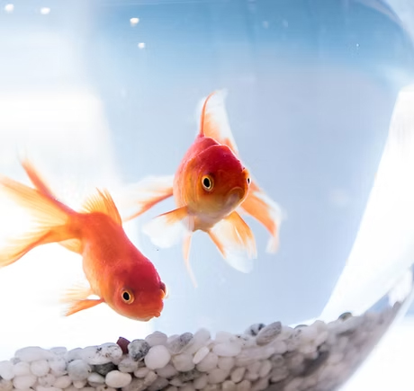 Danse & méditation pour les enfants